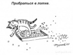 cats_11