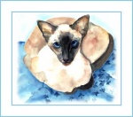 siamese