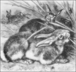 rabbits-2