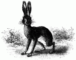 jack_rabbit_17864_lg