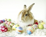 bunny_rabbit_sitting_among_easter_eggs_42-18560220