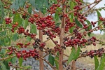 кофейное дерево с красными плодами