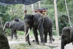 Катание на слонах