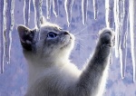 котенок и сосулька