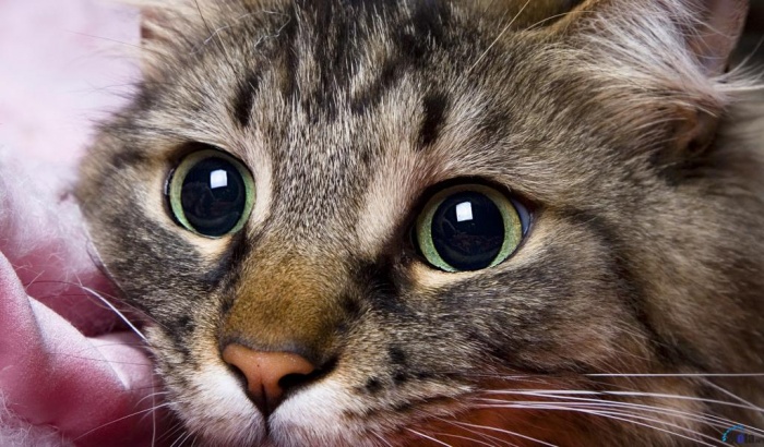 mota_ru_1080342-1024x600