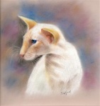 Pastel_Redpoint_Siamese_yes