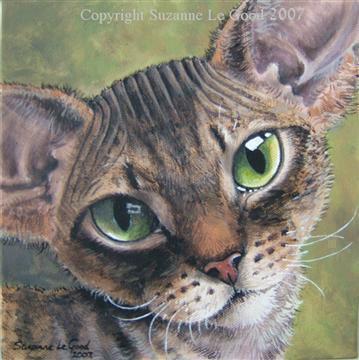 Canvas_Tabby_Devon_Kitten