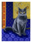 isy-ochoa-chat-chartreux-series-i