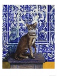 isy-ochoa-cat-of-portugal-chat-du-portugal