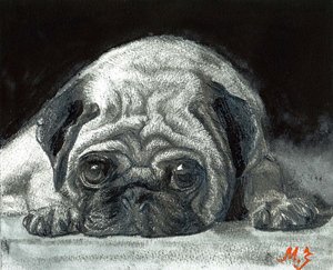 Pugmashemoy_by_zeldis