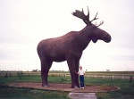 Канада _ Скульптура. Лось