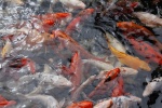 Водоем с разноцветными рыбками в "Тайской деревне"