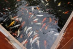 Водоем с разноцветными рыбками в "Тайской деревне"
