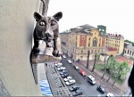 Санкт-Петербург. Кот в тельняшке.