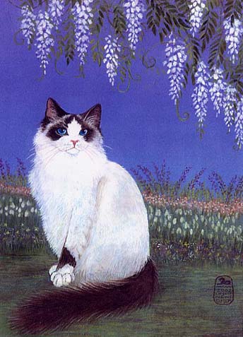 ragdoll1full