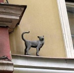 Кошка Василиса в Санкт-Петербурге