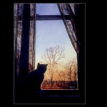 cat_in_window
