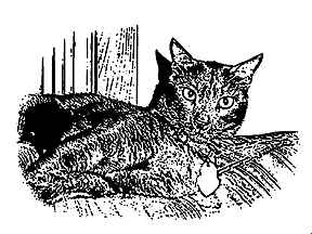 catmandrew_2111_142030072