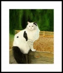 catmandrew_2111_165995485