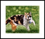 catmandrew_2111_165523553